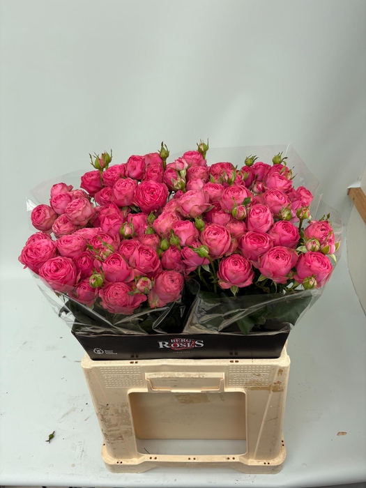 <h4>R TR GISELLE!</h4>