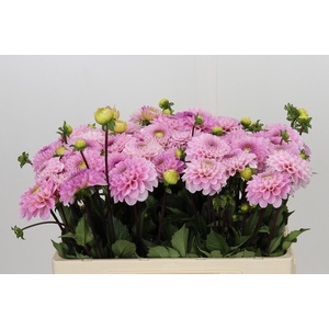 Dahlia Wizard of Oz