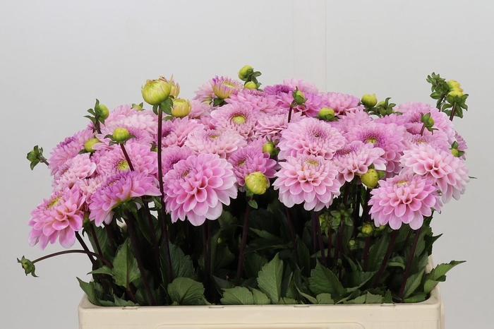 <h4>Dahlia Wizard of Oz</h4>