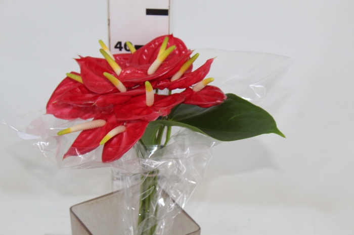 <h4>ANTHURIUM TROPICAL 6/7.5 025 CM DIAM MIN 6 CM VERMELHO</h4>