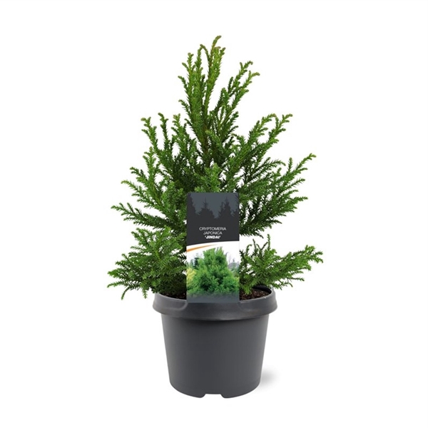 <h4>Cryptomeria japonica 'Jindai'</h4>