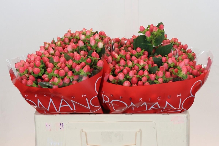 <h4>Hypericum Sweet Romance</h4>