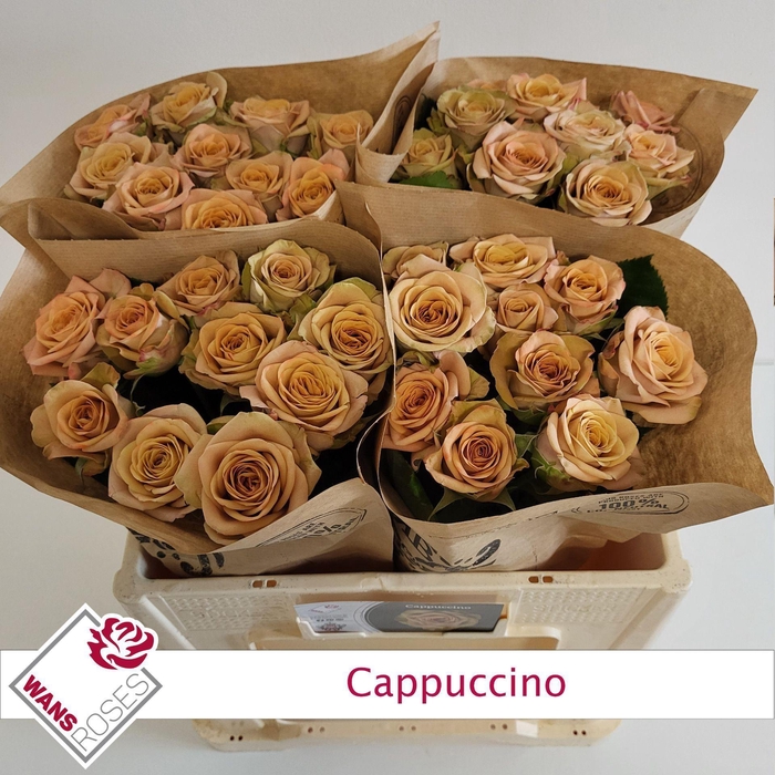 <h4>ROSA GR 'CAPPUCCINO'</h4>