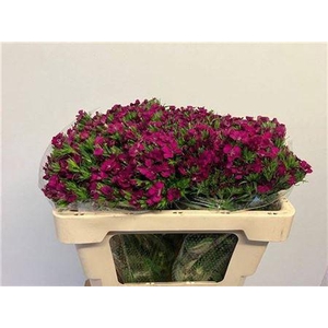 Di Barb Am Neon Cher