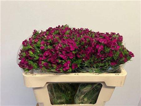 <h4>Di Barb Am Neon Cher</h4>