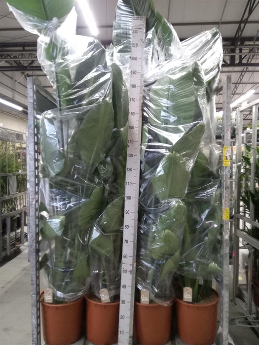 <h4>Strelitzia nicolai</h4>