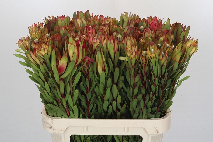 <h4>Leucadendron Safari Sunset</h4>