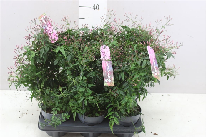 <h4>Jasminum Passion Boog 300+</h4>