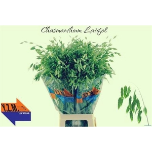 Chasm Latifolium