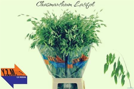 <h4>Siergras Chasm Latifol Mantis</h4>