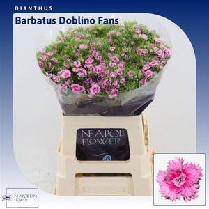Dianthus Barbatus 'doblino Fans'
