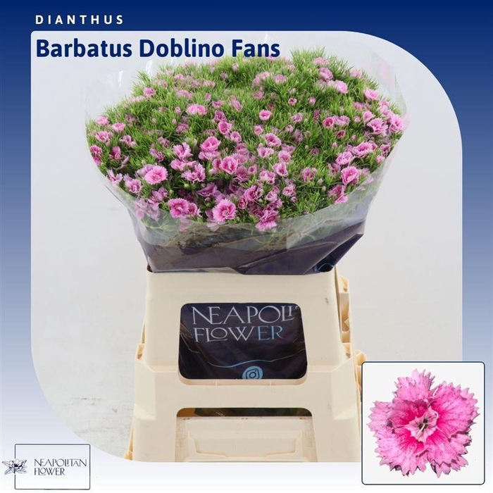 <h4>Dianthus Barbatus 'doblino Fans'</h4>