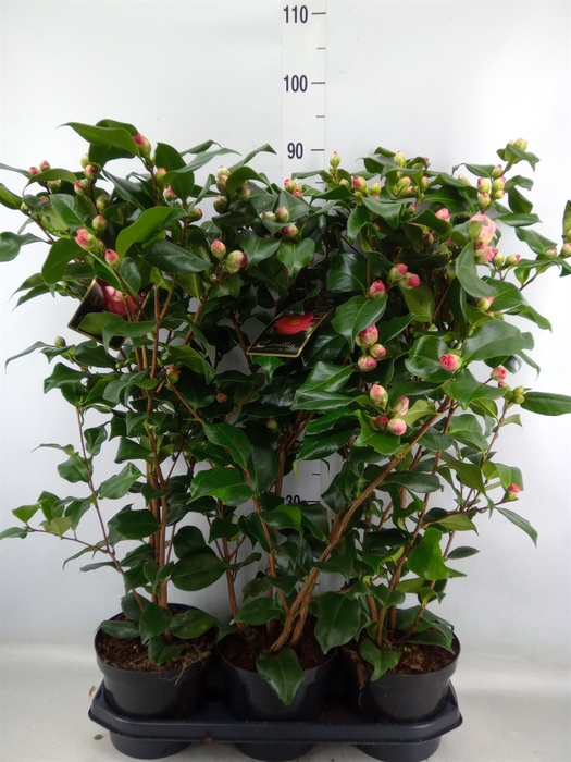 <h4>Camellia japonica 'Dr King'</h4>