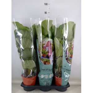 Calathea orbifolia