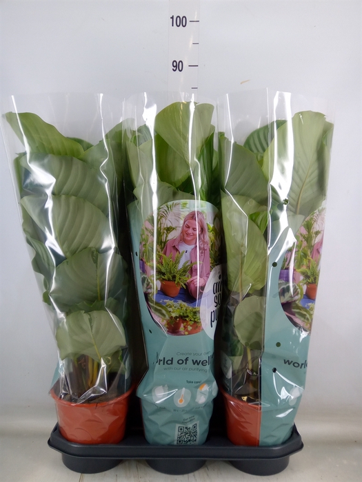 <h4>Calathea orbifolia</h4>