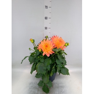 Dahlia DE 'XXL Aztec'   ...patio