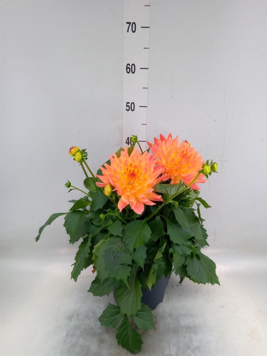 <h4>Dahlia DE 'XXL Aztec'   ...patio</h4>