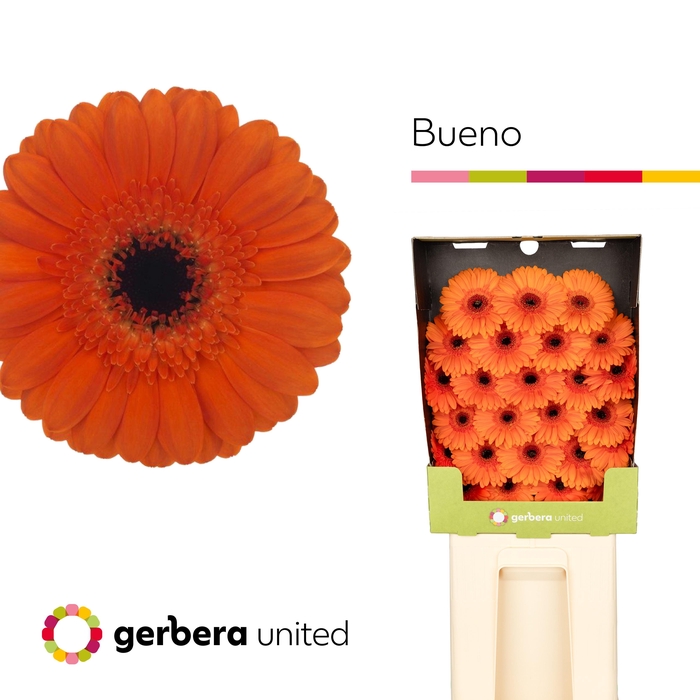 <h4>Germini Bueno Diamond</h4>