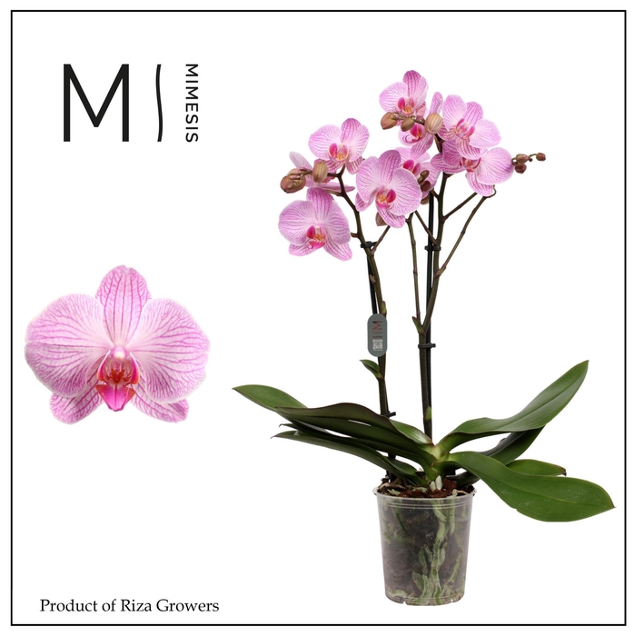 <h4>Phalaenopsis Heroes 2 spike - 12cm | Mimesis</h4>