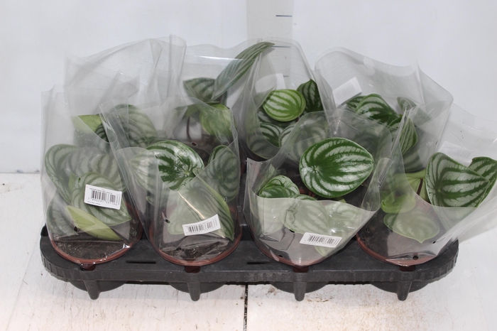 <h4>PEPEROMIA MELANCIA C13</h4>