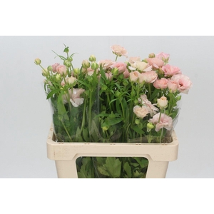 Ranunculus Butterfly Ariadne