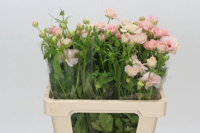 <h4>Ranunculus Butterfly Ariadne</h4>