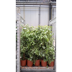 Ficus benja. 'Golden King'