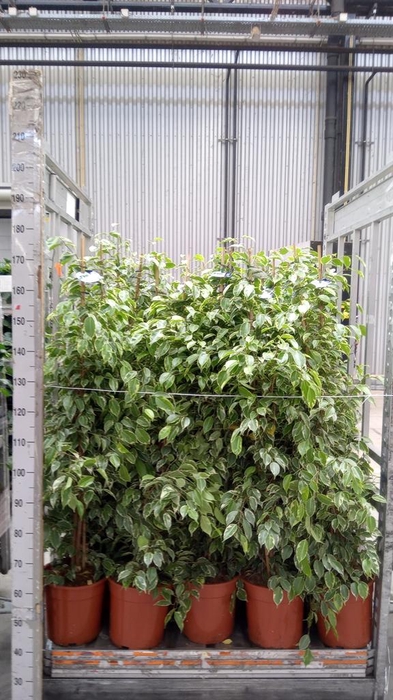 <h4>Ficus benja. 'Golden King'</h4>