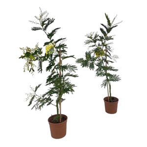 Acacia Mimosa Daelbata