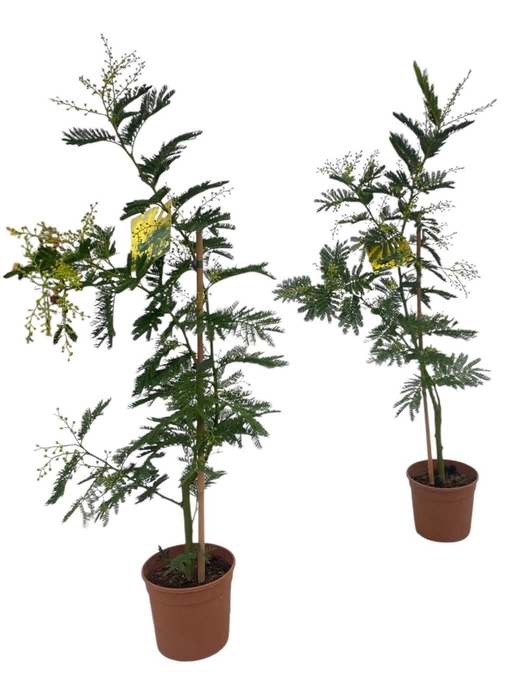 ACACIA PARADOXA