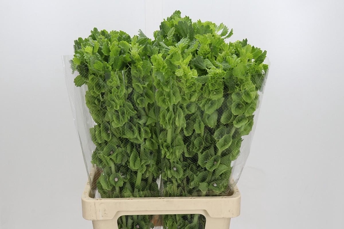 <h4>Moluccella Laevis</h4>