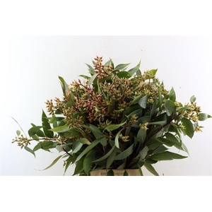 Euca Robusta Berry 400gr Pbs