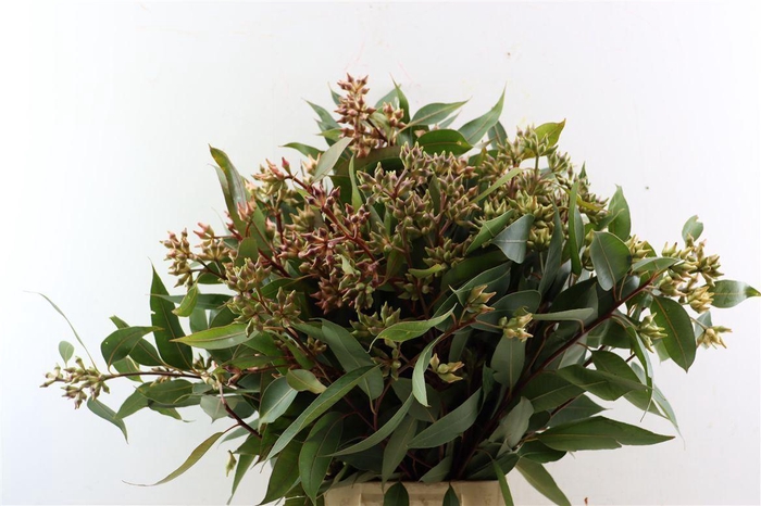 <h4>Euca Robusta Berry 400gr Pbs</h4>