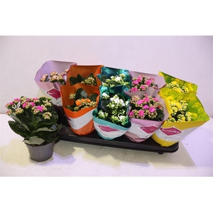 arr8 Kalanchoe Double Deluxe Mix