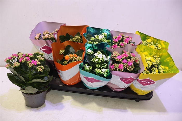 <h4>Kalanchoe Double Deluxe Mix</h4>