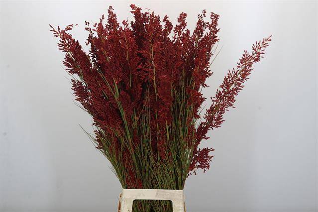 <h4>Cape green paint bell reed red</h4>