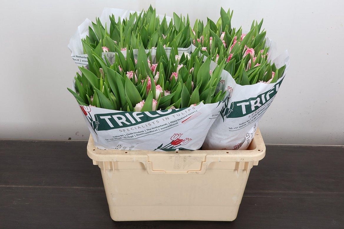 <h4>Tu Fr Neglige</h4>