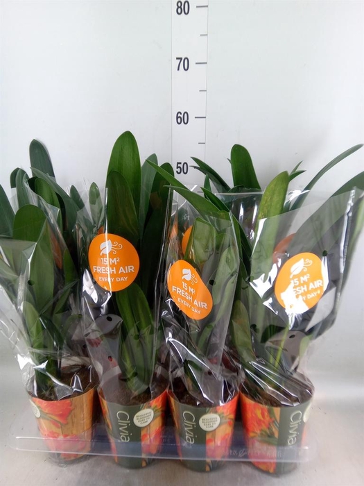 <h4>Clivia miniata</h4>
