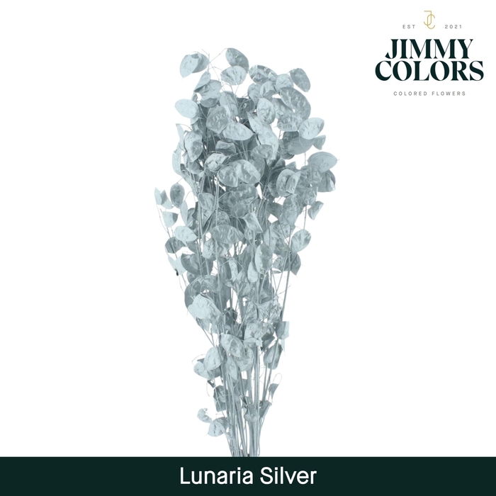 <h4>Lunaria Gebleekt Zilver</h4>