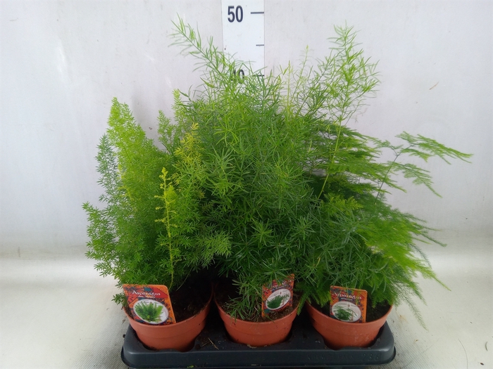 <h4>Asparagus   ...mix 3</h4>