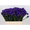 Limonium Navy Sun Birds