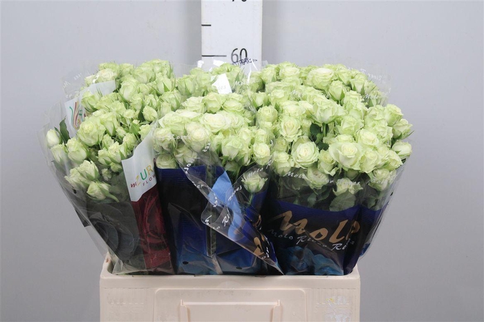 <h4>R Tr Green Glow</h4>