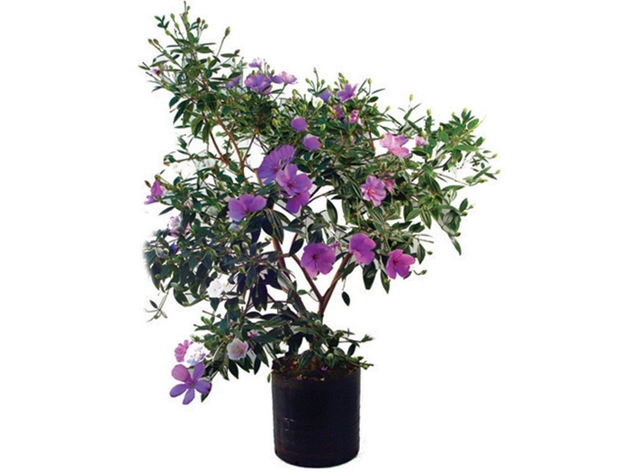 <h4>MANACA DA SERRA VASO 2.8L</h4>