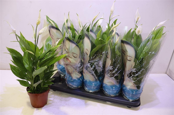 <h4>arr8 Spath Alana</h4>