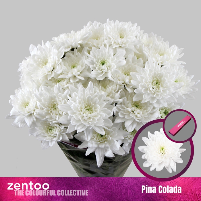 <h4>CHR T PINA COLADA</h4>