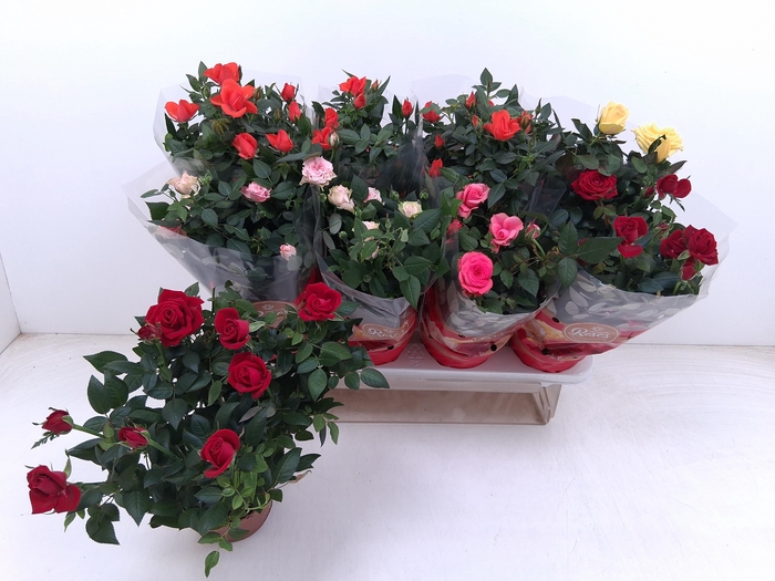 <h4>RO FAV RO GEM 5 SRT</h4>