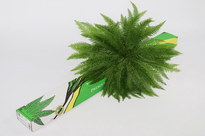 Umbrella (air) Premium x5