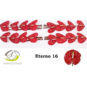 Anthurium andr. 'Eterno'