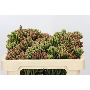Kaaps Groen Red Brunia XL