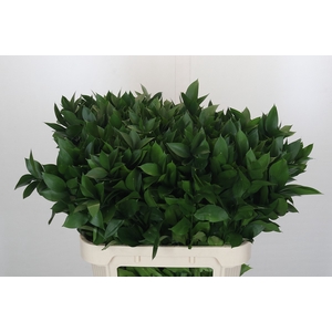 Ruscus Israel